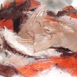 fluff plumage feathers